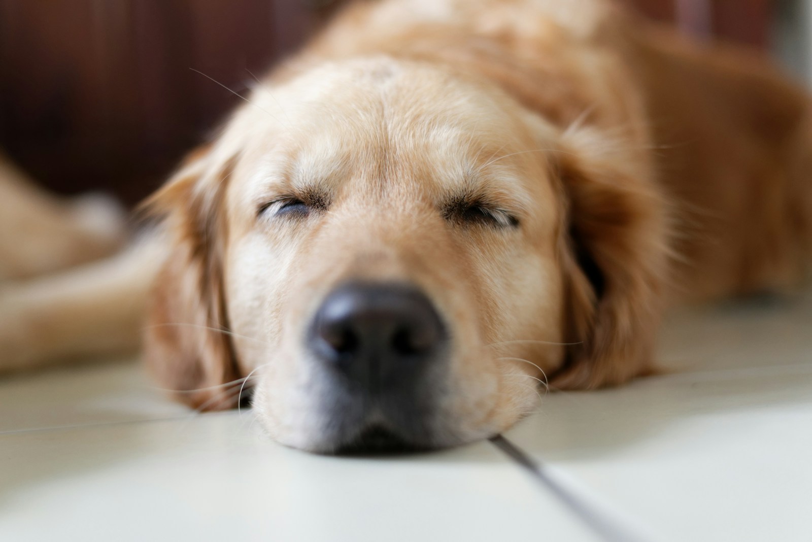 Chien installé sur un canapé beige dans un salon lumineux