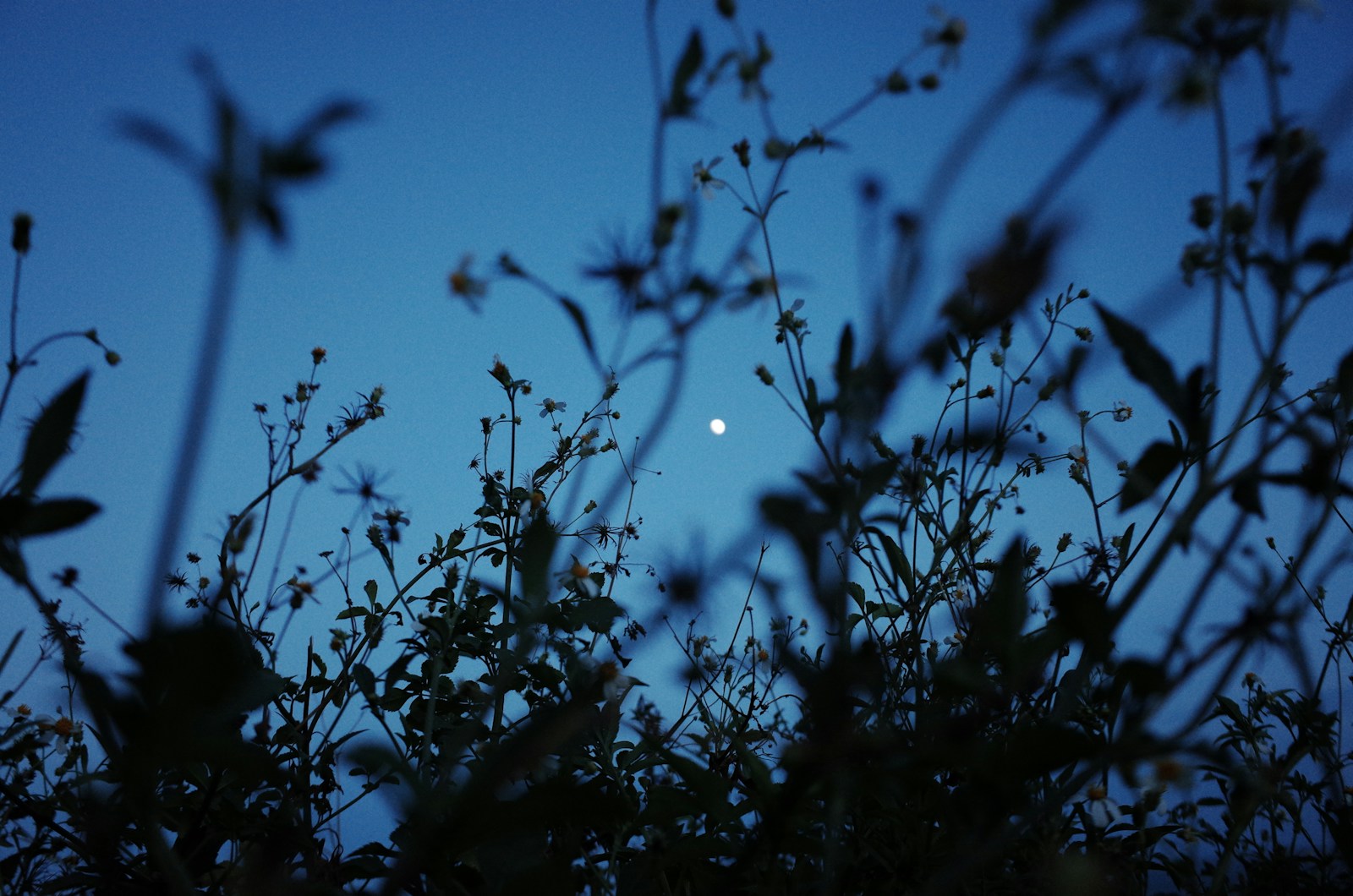 Ciel nocturne étoilé au-dessus de la silhouette sombre d'un jardin.