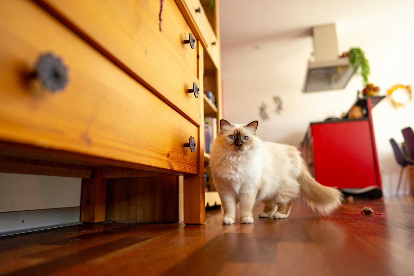Mètre ruban déroulé sur un parquet, au pied d'un meuble bas en bois.