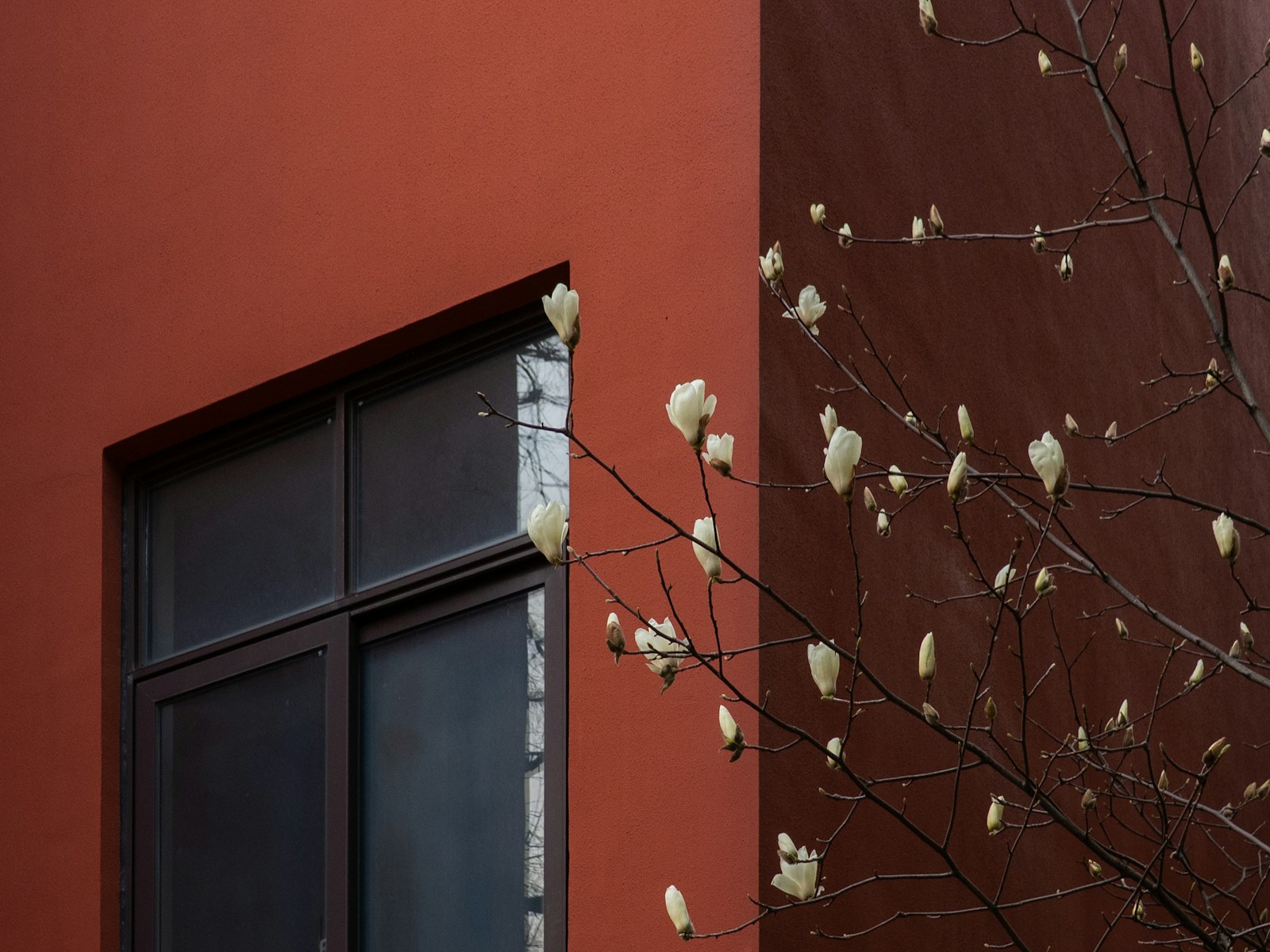 Mur extérieur peint en gris anthracite mettant en valeur des plantes vertes.